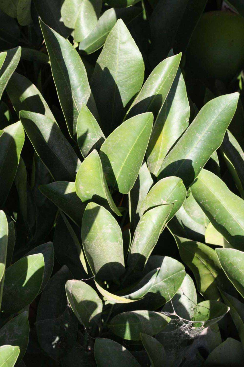              Sun leaves (Riverside, CA)       